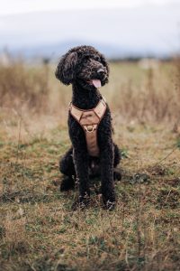 A black poodle wearing a brown harness in a field.