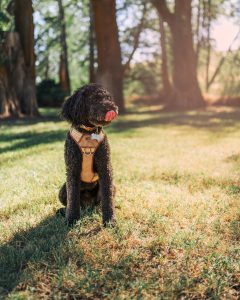 A black poodle wearing a harness in a park.